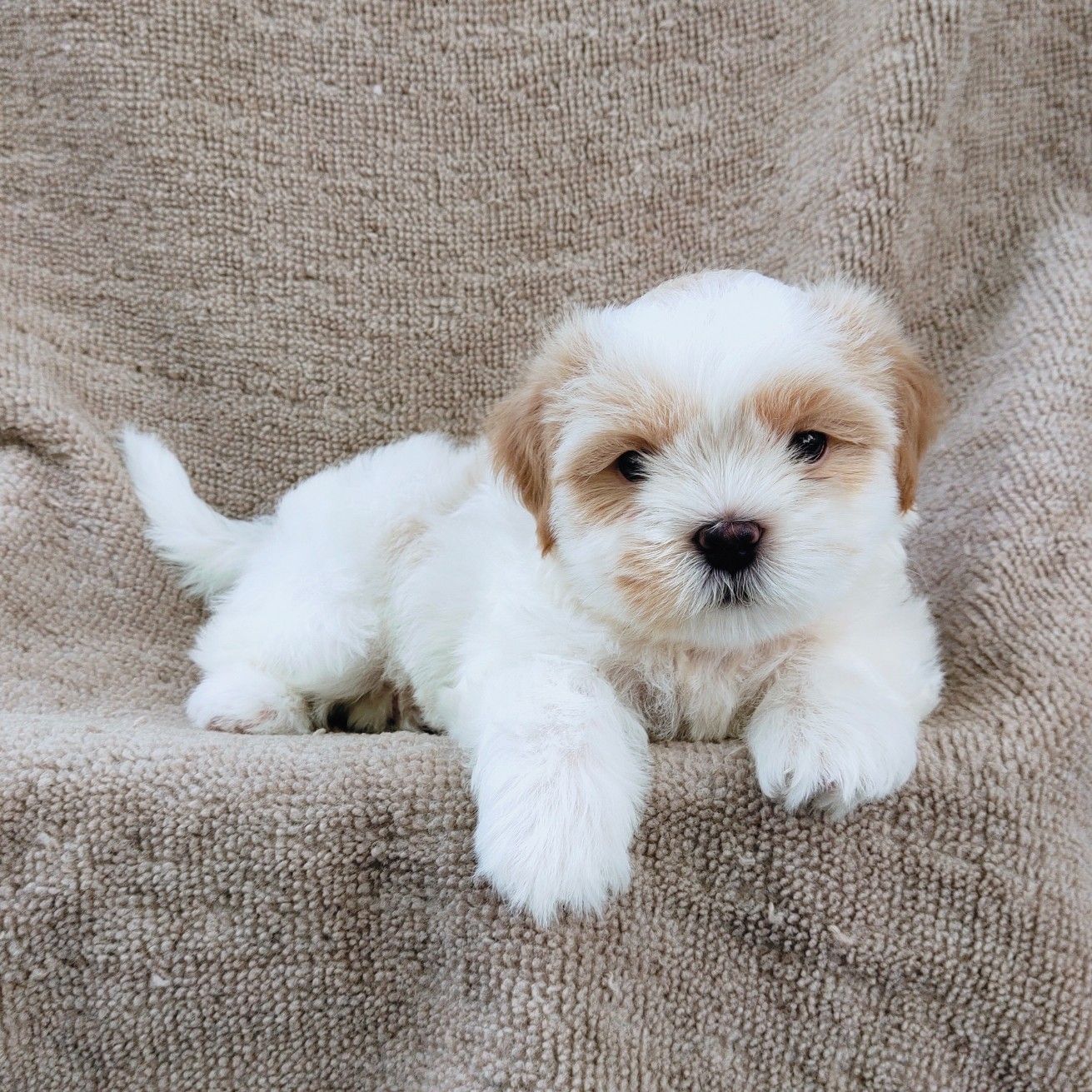 ชิสุแท้6500.-เก็บปลายทาง มีปะกันสุขภาพ เทสลำไส้ก่อนส่งline::happyshihtzu4289