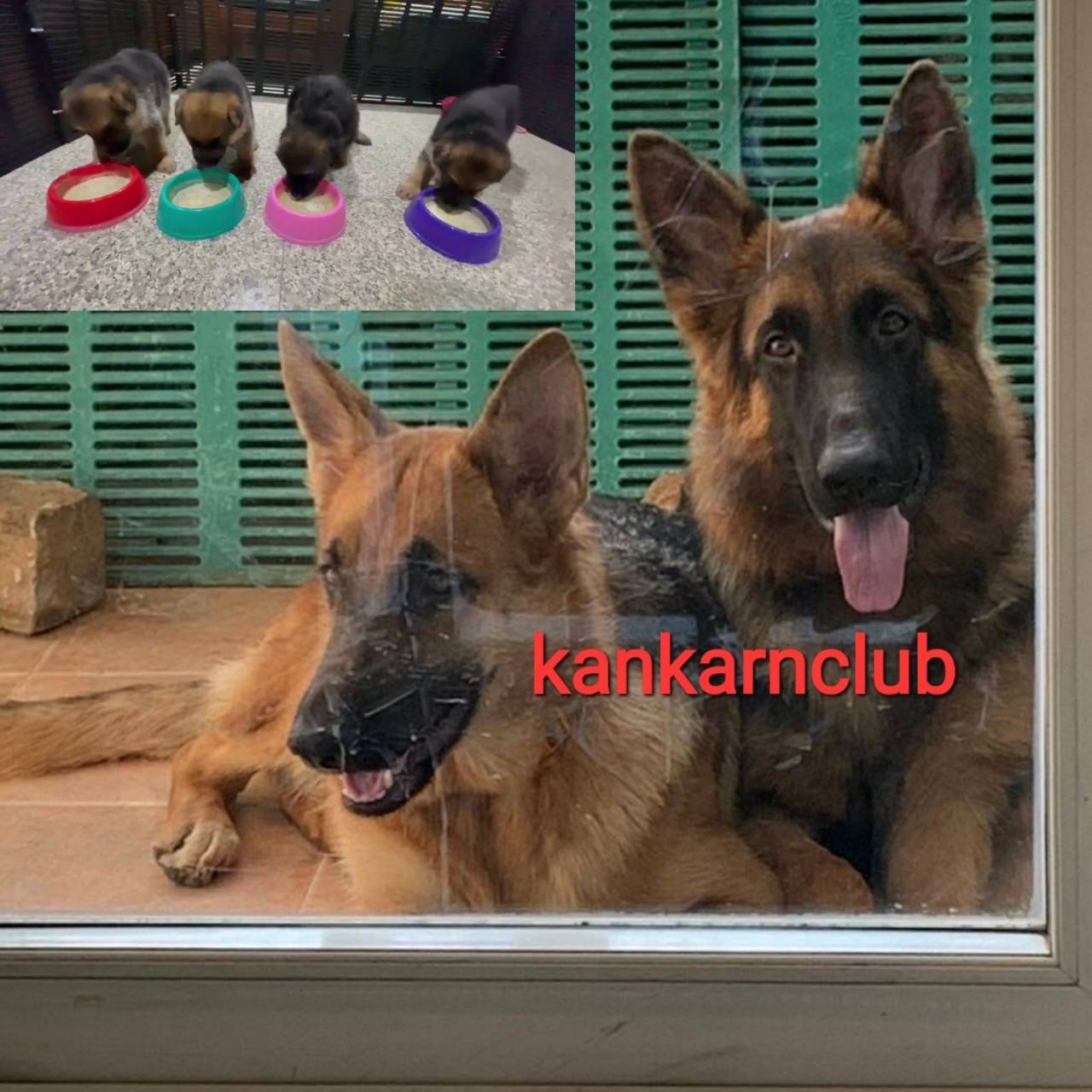 ลูกอัลเซเชี่ยนสายพันธุ์แท้ อ้วนหมีๆ โครงสร้างใหญ่ เกรด A ชุดที่ 35 จาก kankarncl