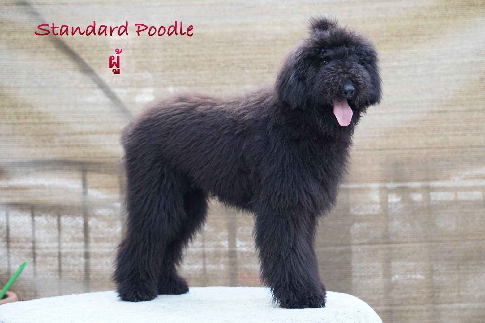 สายพันธุ์ Standard Poodle–ไจแอนท์ พุดเดิ้ล (พุดเดิ้ลยักษ์) เพศผู้ รับบัตรเครดิต