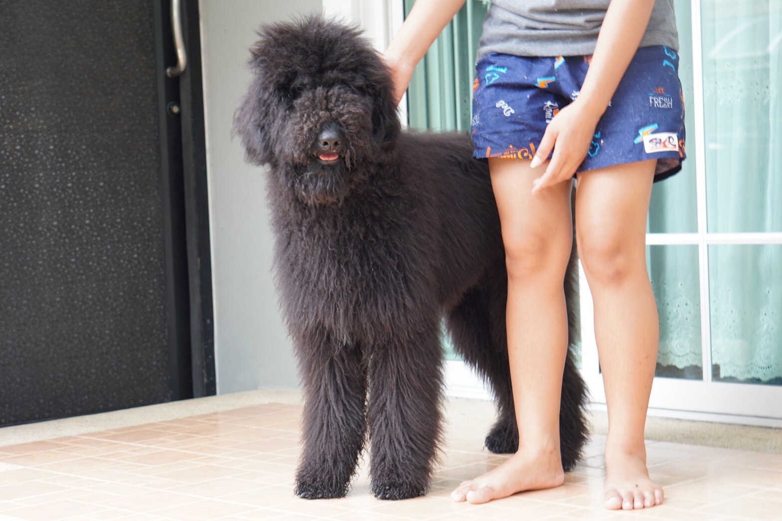 สายพันธุ์ Standard Poodle–ไจแอนท์ พุดเดิ้ล (พุดเดิ้ลยักษ์) เพศผู้ รับบัตรเครดิต
