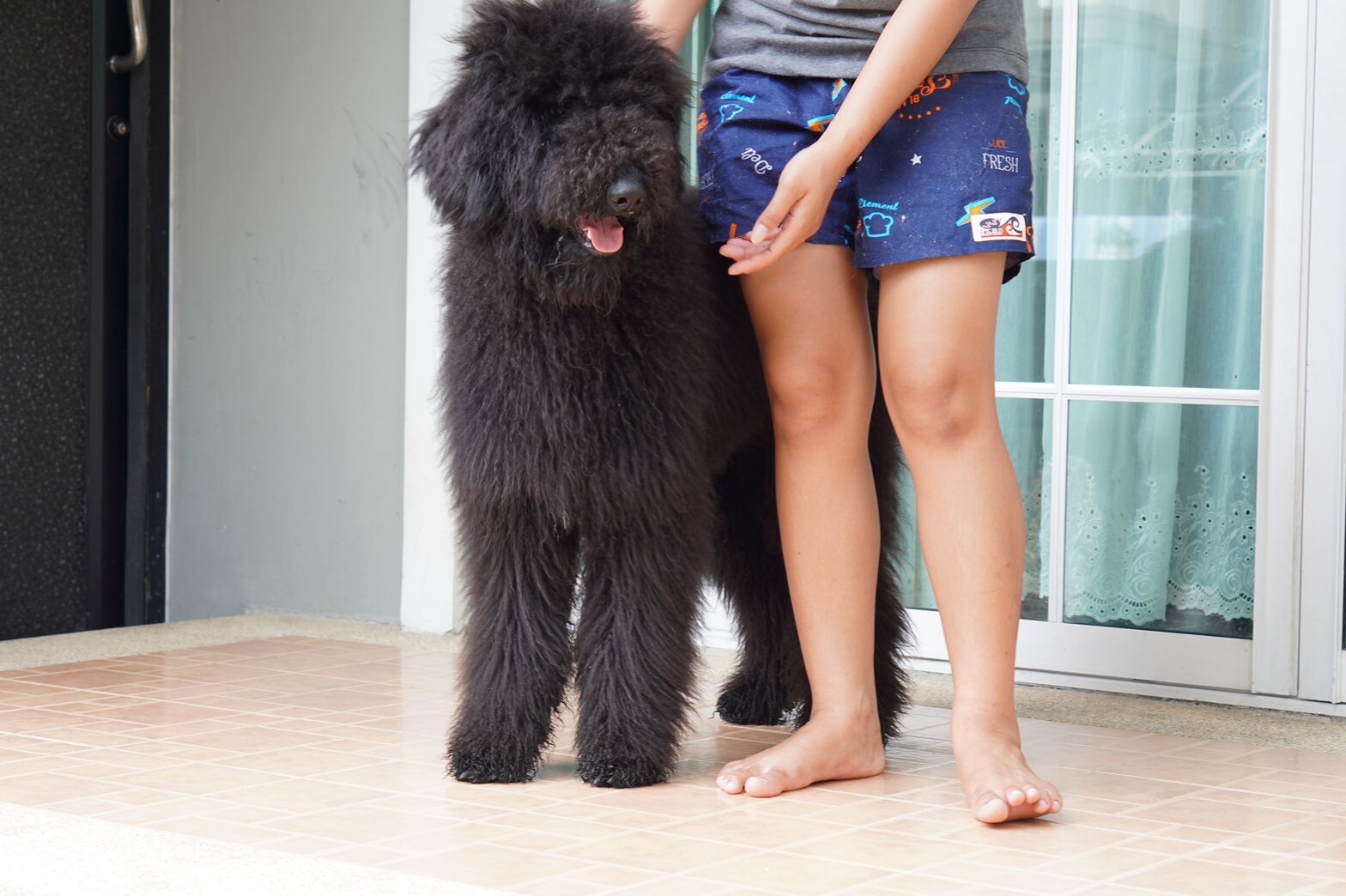 สายพันธุ์ Standard Poodle–ไจแอนท์ พุดเดิ้ล (พุดเดิ้ลยักษ์) เพศผู้ รับบัตรเครดิต