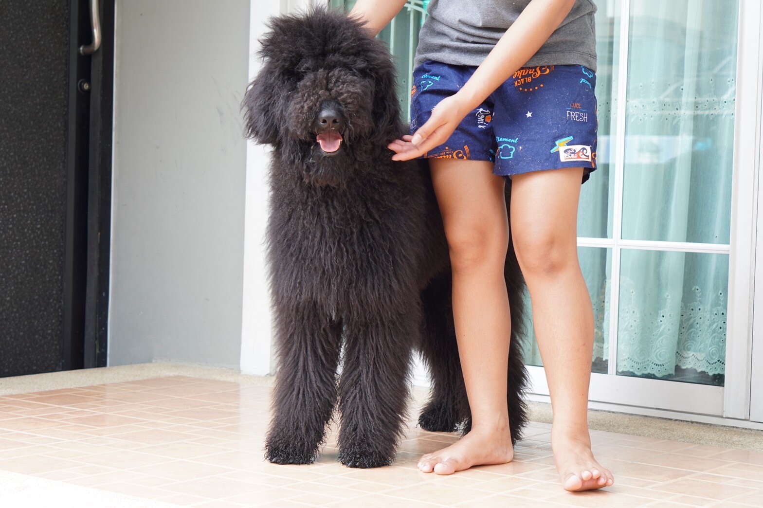 สายพันธุ์ Standard Poodle–ไจแอนท์ พุดเดิ้ล (พุดเดิ้ลยักษ์) เพศผู้ รับบัตรเครดิต