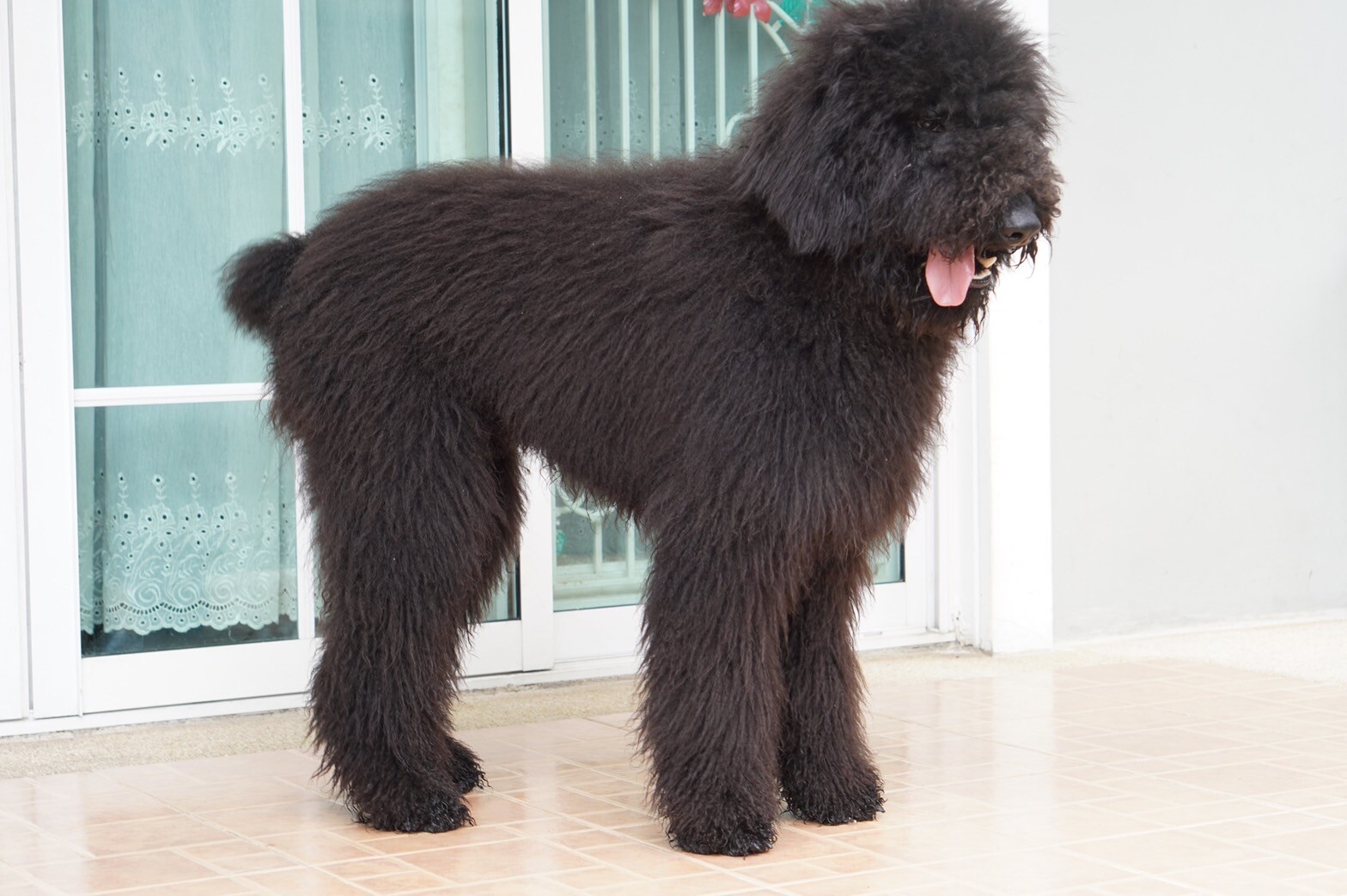 สายพันธุ์ Standard Poodle–ไจแอนท์ พุดเดิ้ล (พุดเดิ้ลยักษ์) เพศผู้ รับบัตรเครดิต