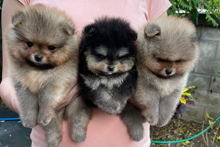 ปอม หน้าหมี หุ่นดี ขนแน่น