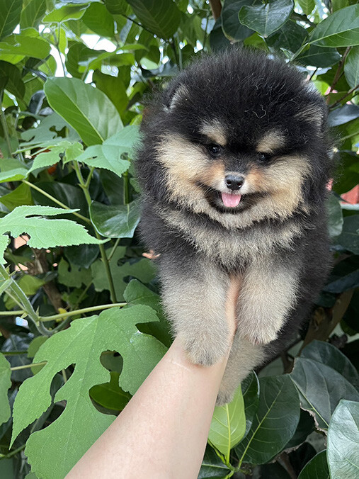 ปอม หน้าหมี หุ่นดี ขนแน่น