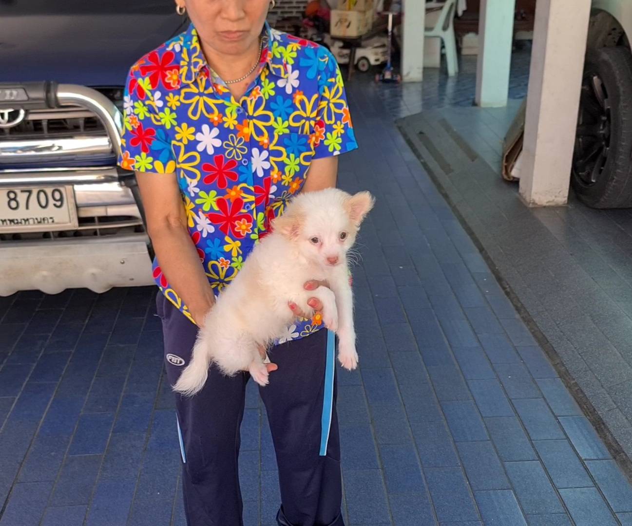 ลูกชิวาวาสีขาว เพศผู้ เล่นเก่ง ฉลาด เลี้ยงง่าย จาก kankarnclub มีจัดส่งทั่วประเท