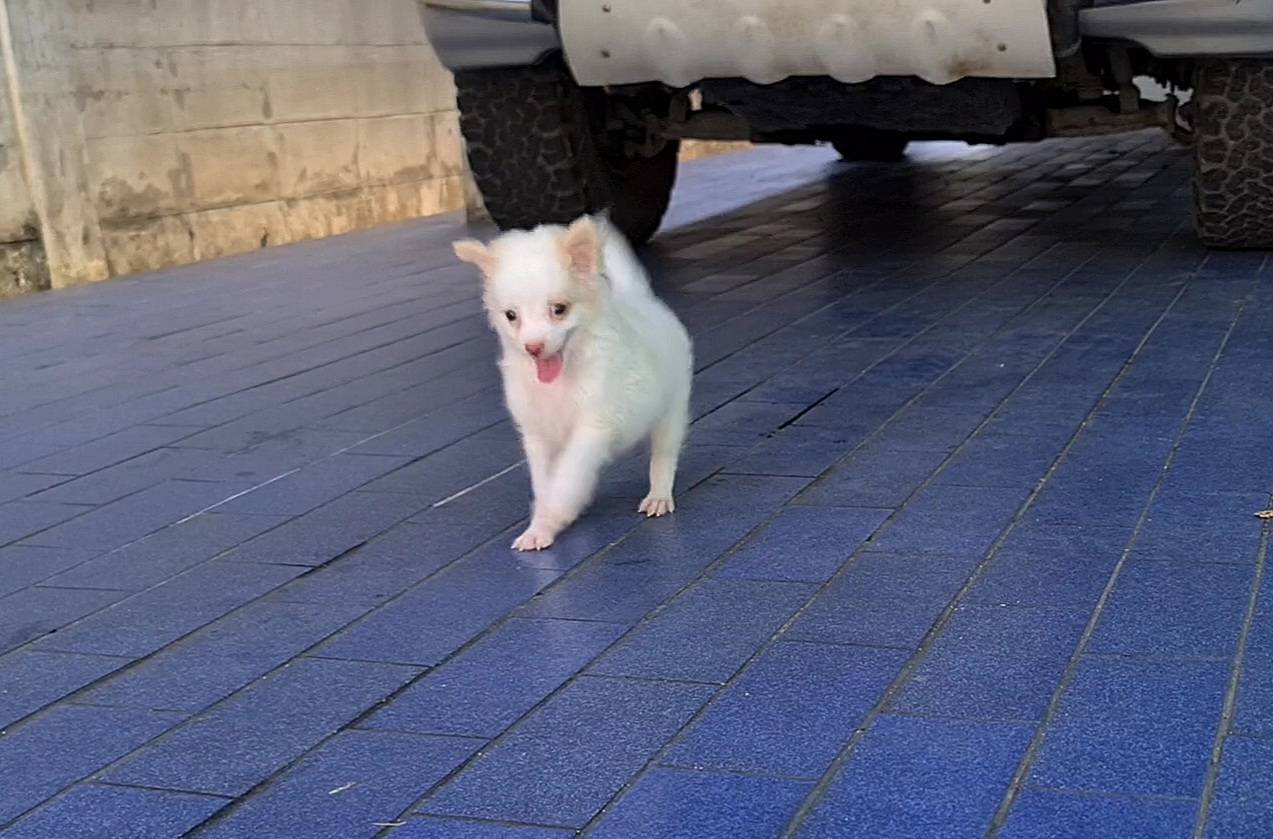 ลูกชิวาวาสีขาว เพศผู้ เล่นเก่ง ฉลาด เลี้ยงง่าย จาก kankarnclub มีจัดส่งทั่วประเท