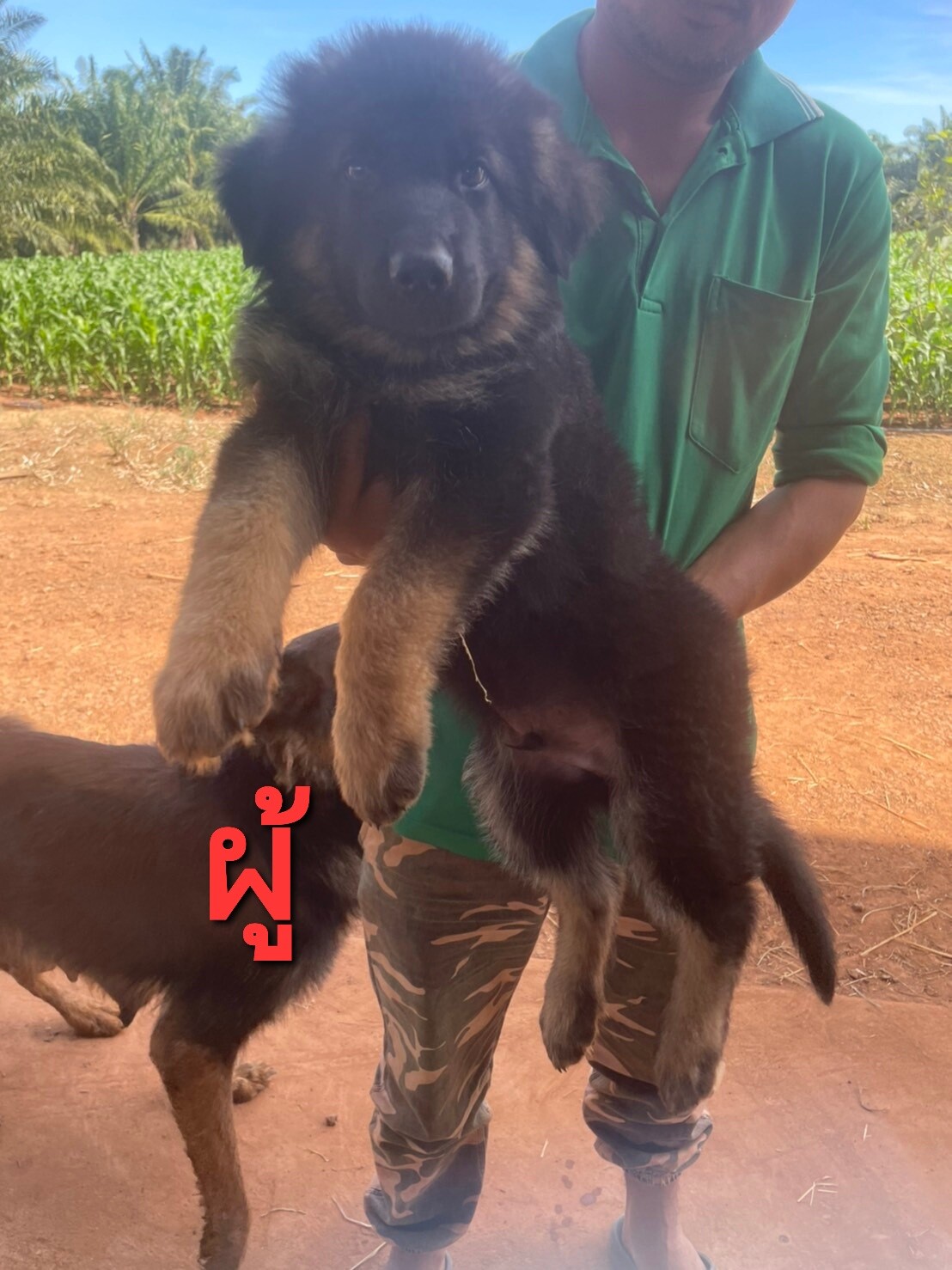 Update ลูกเยอรมัน เชพเพิร์ด สายพันธุ์แท้ กะโหลกโต โครงสร้างใหญ่ เท้าใหญ่ จาก kan