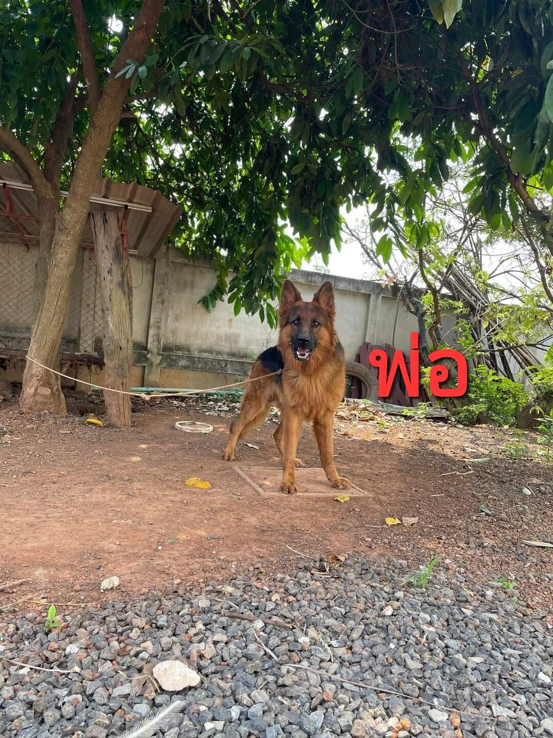 Update ลูกเยอรมัน เชพเพิร์ด สายพันธุ์แท้ กะโหลกโต โครงสร้างใหญ่ เท้าใหญ่ จาก kan