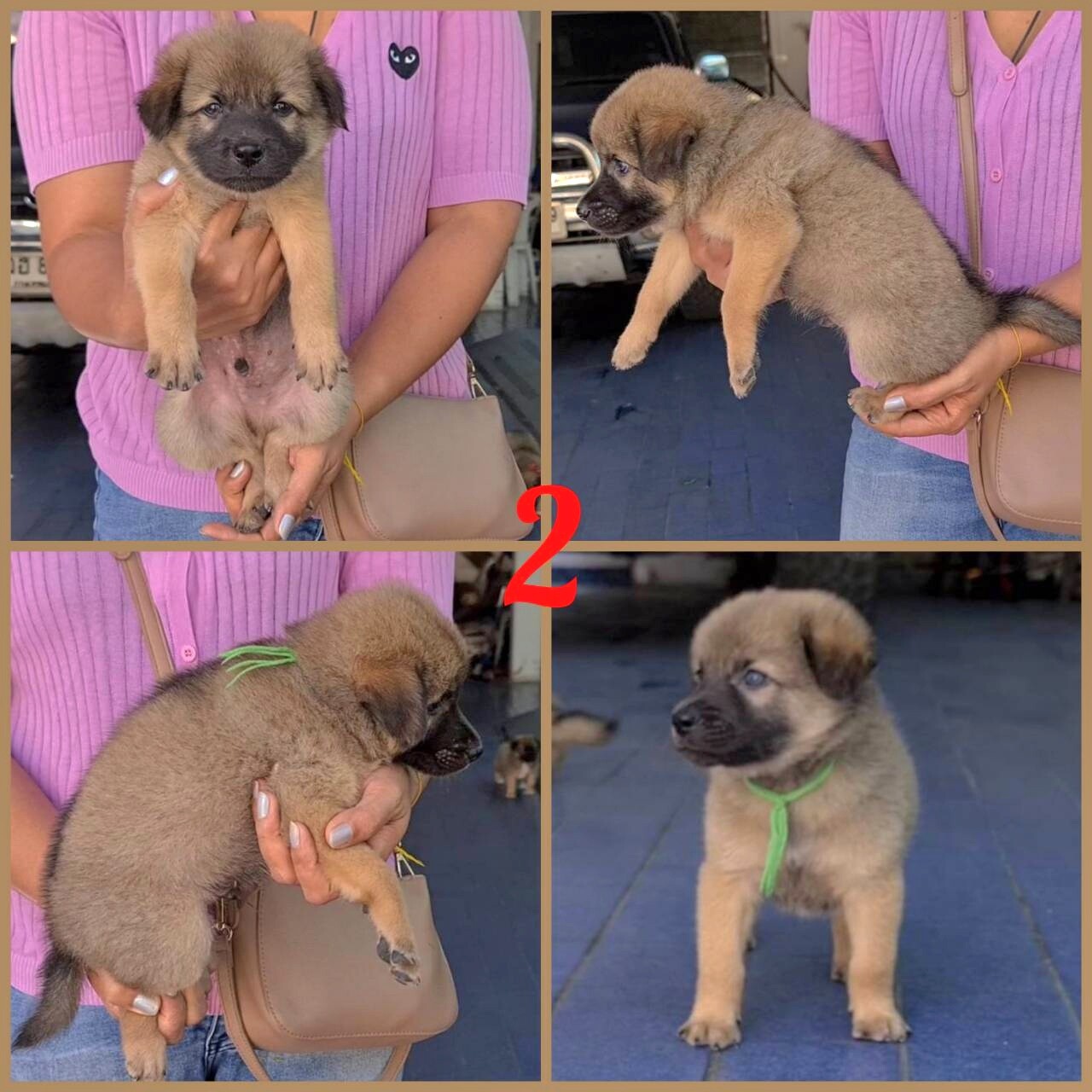 Update ลูกบางแก้วผสมโกลเด้น เพศผู้ ฉลาด เฝ้าบ้านได้ จาก kankarnclub มีจัดส่งทั่ว