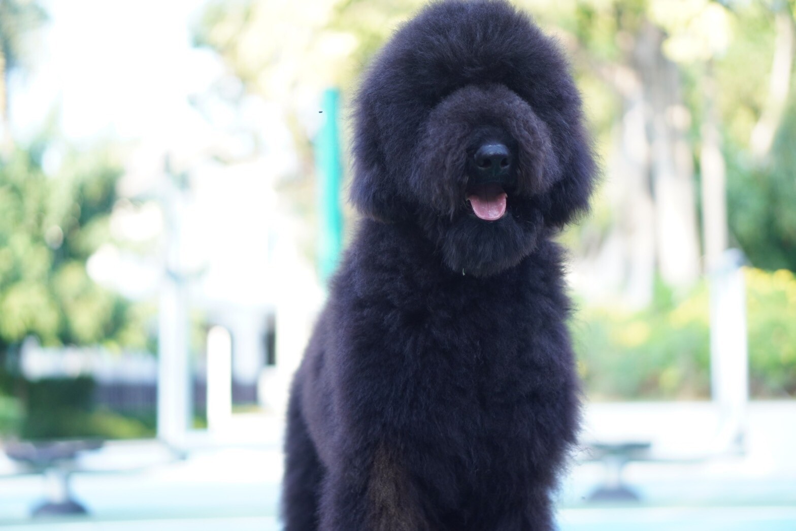 สายพันธุ์ Standard Poodle – ไจแอนท์ พุดเดิ้ล เพศผู้ รับบัตรเครดิตทุกธนาคาร