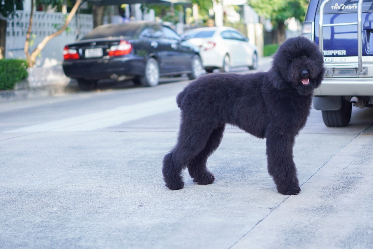 สายพันธุ์ Standard Poodle – ไจแอนท์ พุดเดิ้ล เพศผู้ รับบัตรเครดิตทุกธนาคาร