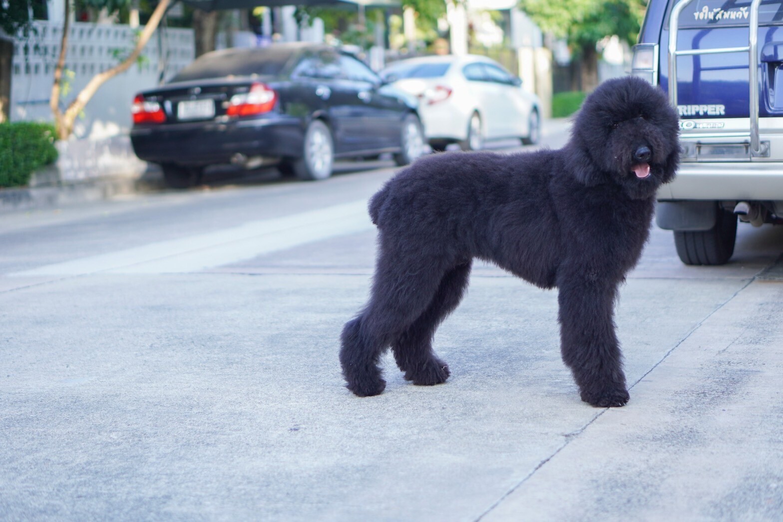 สายพันธุ์ Standard Poodle – ไจแอนท์ พุดเดิ้ล เพศผู้ รับบัตรเครดิตทุกธนาคาร