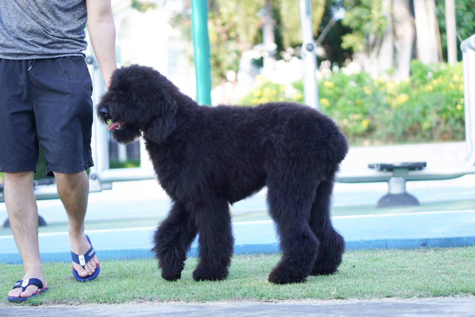 สายพันธุ์ Standard Poodle – ไจแอนท์ พุดเดิ้ล เพศผู้ รับบัตรเครดิตทุกธนาคาร