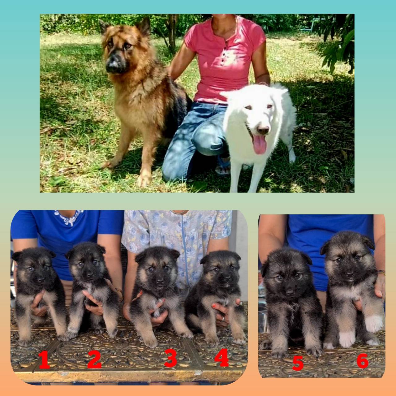 Gerberian shepsky สุดยอดลูกครึ่ง ที่นี่ที่เดียว kankarnclub จัดโปรรับวันเด็ก มีจ