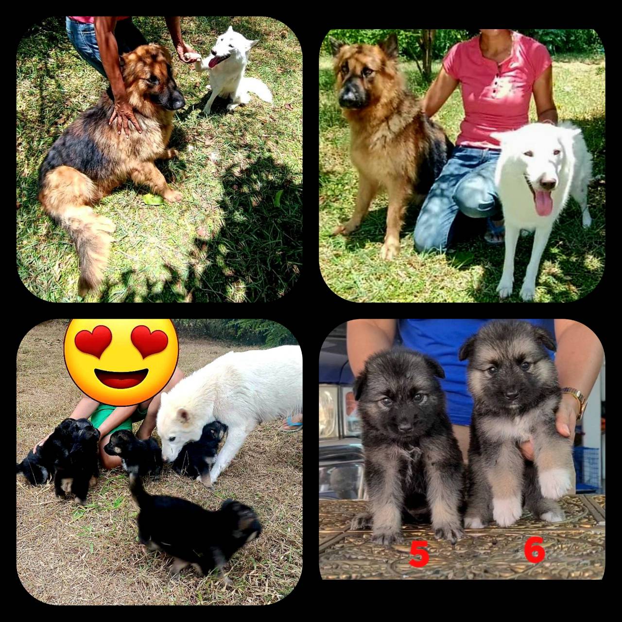 Update. Gerberian shepsky สุดยอดลูกครึ่ง ที่นี่ที่เดียว kankarnclub จัดโปรรับวั