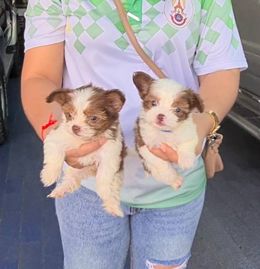 ลูกปอมหมีผสมชิห์สุ เพศเมีย เกรด AAA ชุดที่ 32 จาก kankarnclub มีจัดส่งทั่วประเทศ
