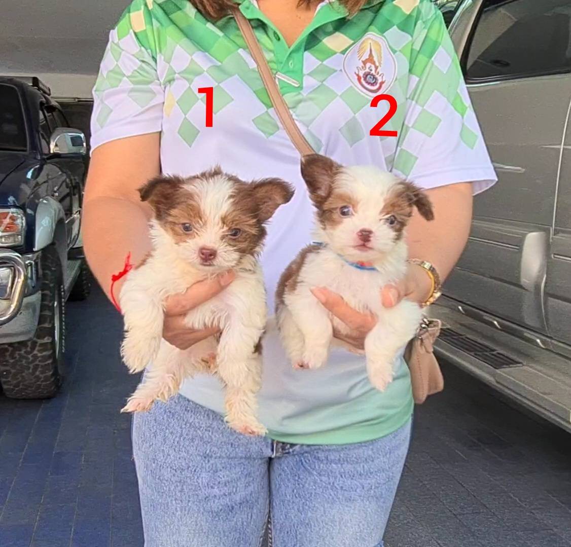 ลูกปอมหมีผสมชิห์สุ เพศเมีย เกรด AAA ชุดที่ 32 จาก kankarnclub มีจัดส่งทั่วประเทศ