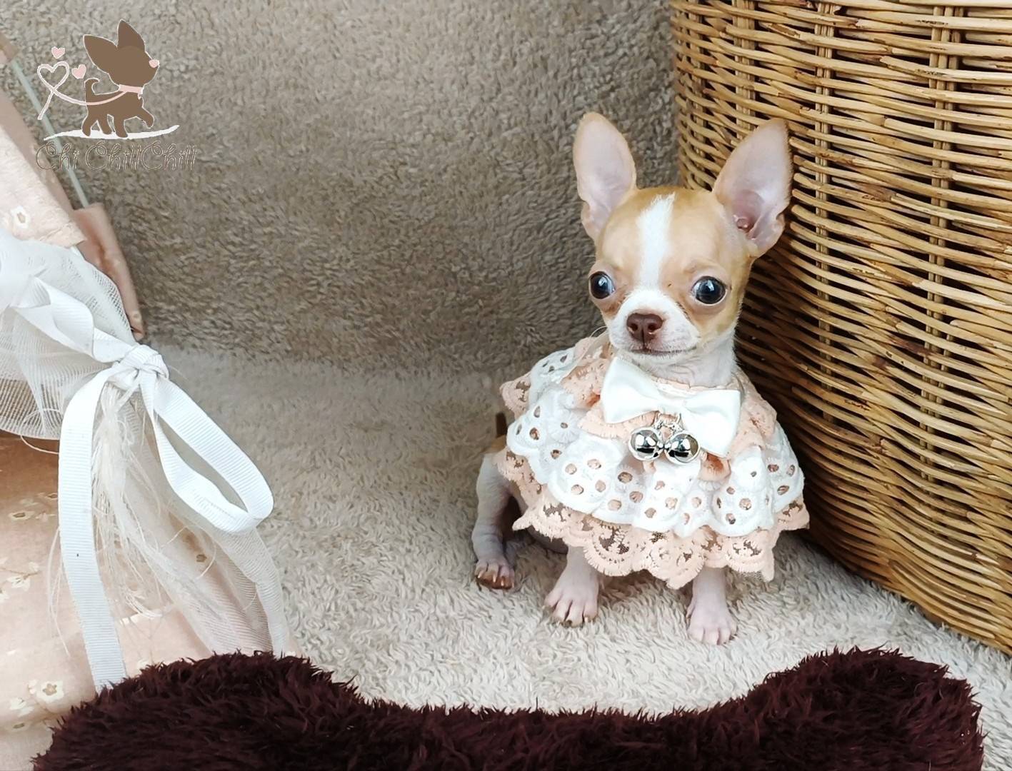 🐶Miss.Teya ชิลชิล