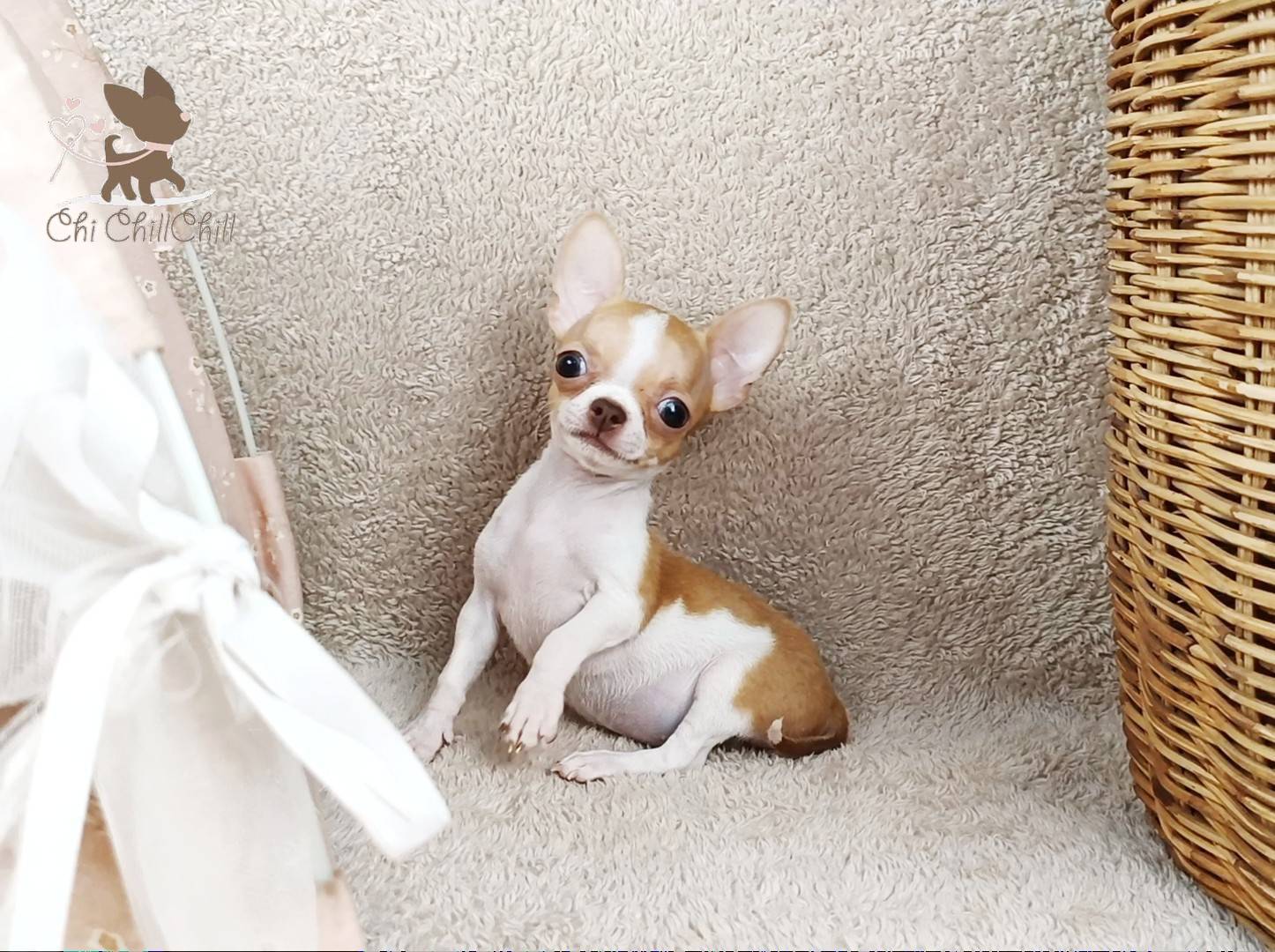 🐶Miss.Teya ชิลชิล