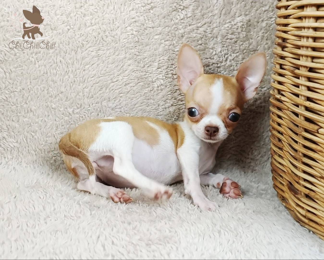 🐶Miss.Teya ชิลชิล