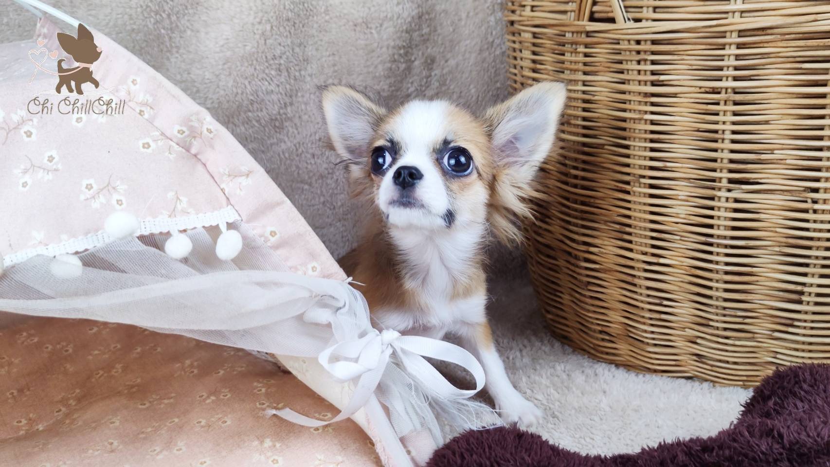 🐶Master.Robert ชิวาวาขนยาว