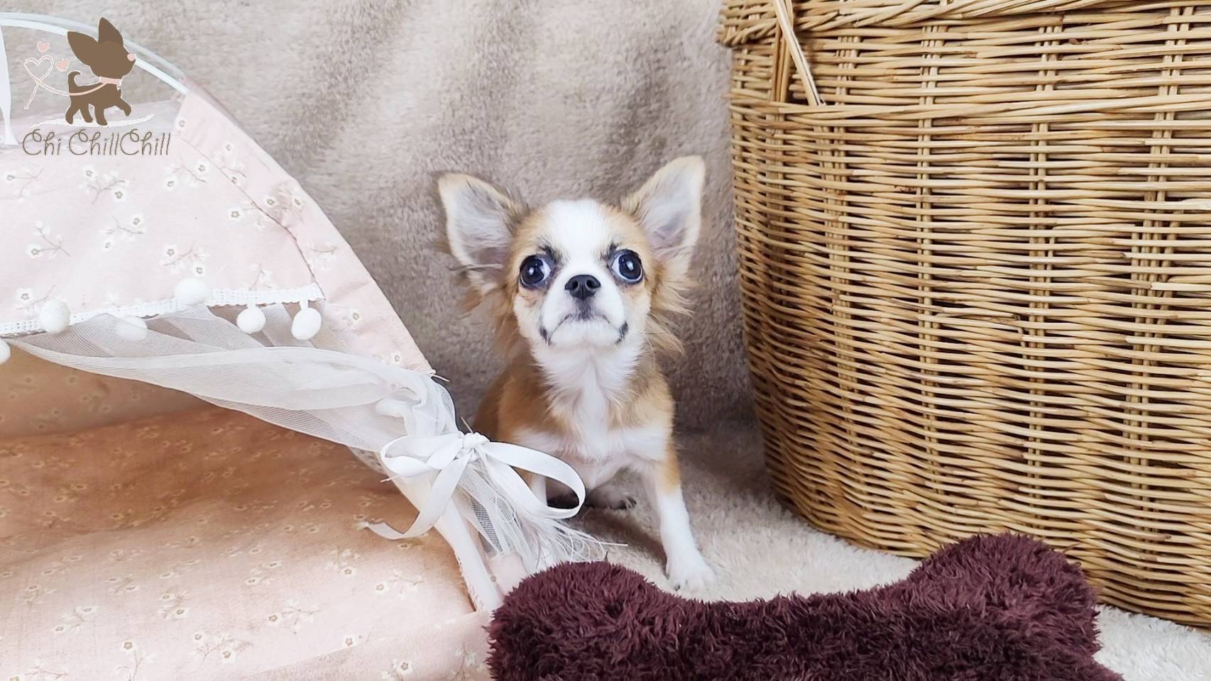 🐶Master.Robert ชิวาวาขนยาว