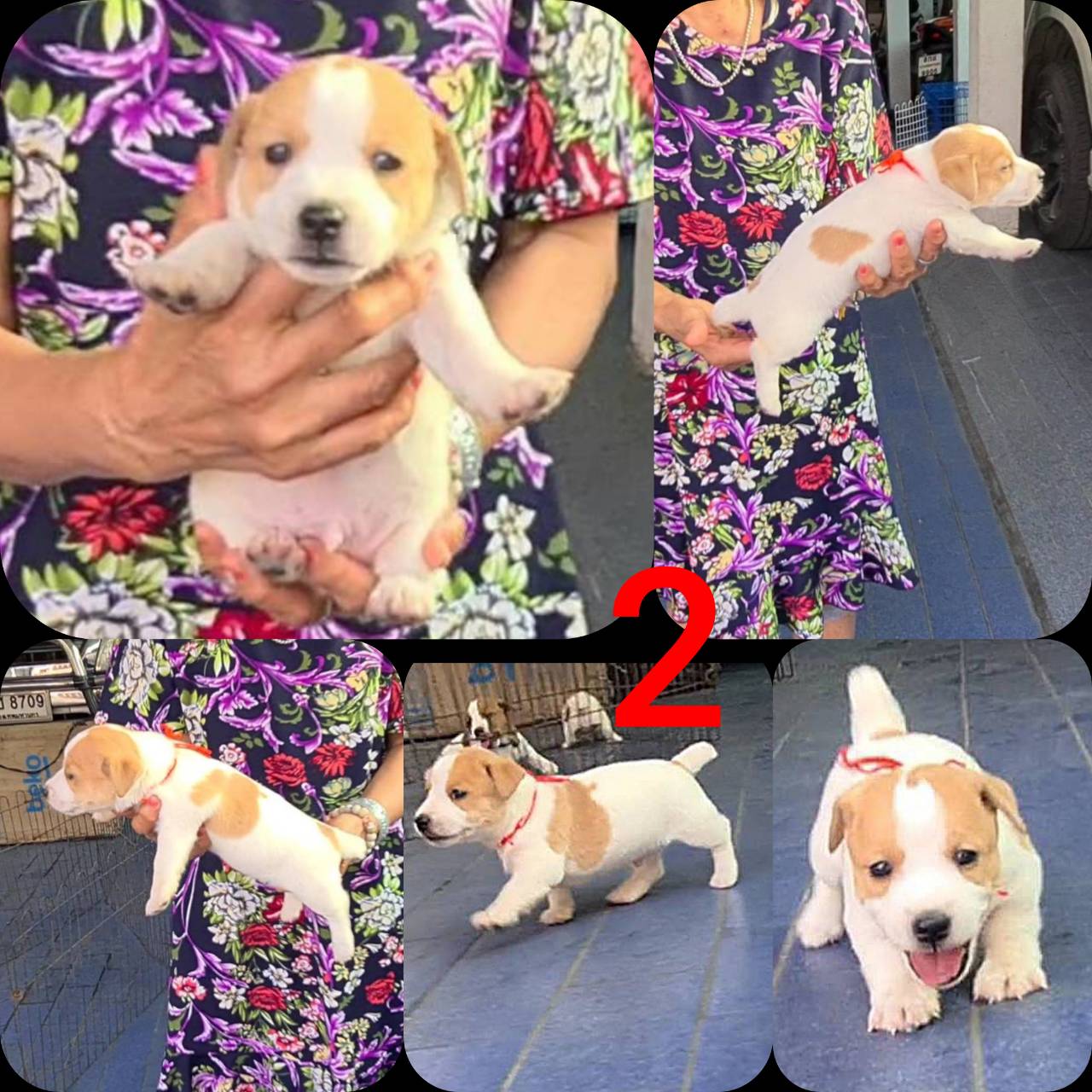 ลูกสุนัข แจ็ค รัสเซล สายพันธุ์แท้ สีและแต้มสวยเทพ อ้วน เตี้ย ล่ำ เกรด A ชุดที่ 6