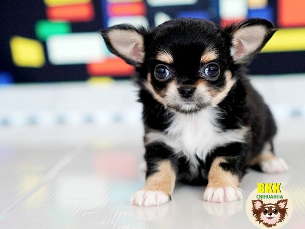 BKKCHIHUAHUA (บีเคเค ชิวาวา) ชิวาวา ในเมืองบางกอก