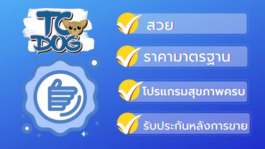 Teacupdog ฟาร์มชิวาวาเล็กๆที่แสนจะอบอุ่น