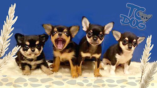Teacupdog ฟาร์มชิวาวาเล็กๆที่แสนจะอบอุ่น