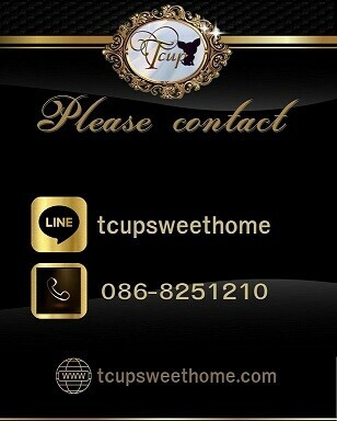 T CUP SWEET HOME (ทีคัพสวีทโฮม) ฟาร์มชิวาวาระดับ V.I.P.