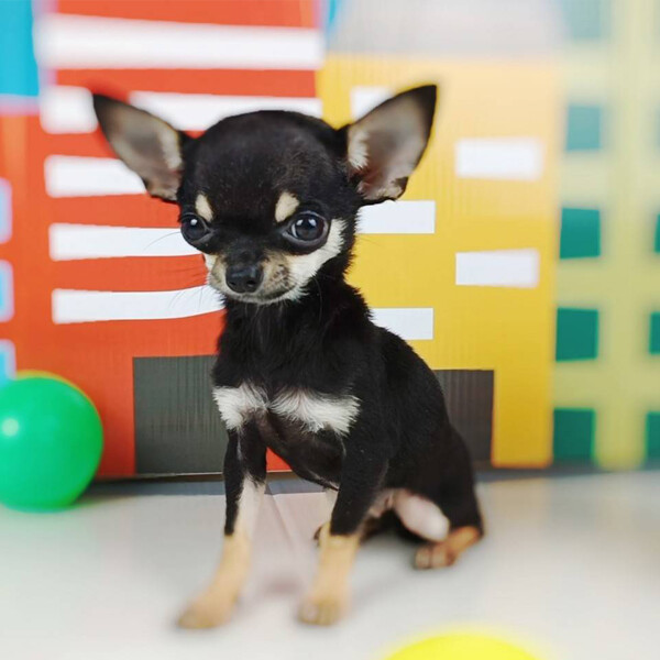👩🏼‍🦰ลูกสาววิกกี้ ชิวาวาสีแบล็คแทน