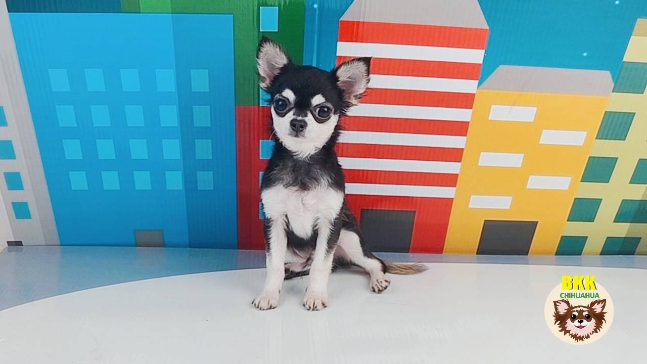 👨🏼‍🦰ลูกชายโกมิน ชิวาวาขนยาว ดำเงา