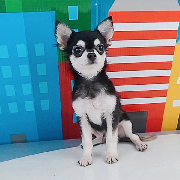 👨🏼‍🦰ลูกชายโกมิน ชิวาวาขนยาว ดำเงา