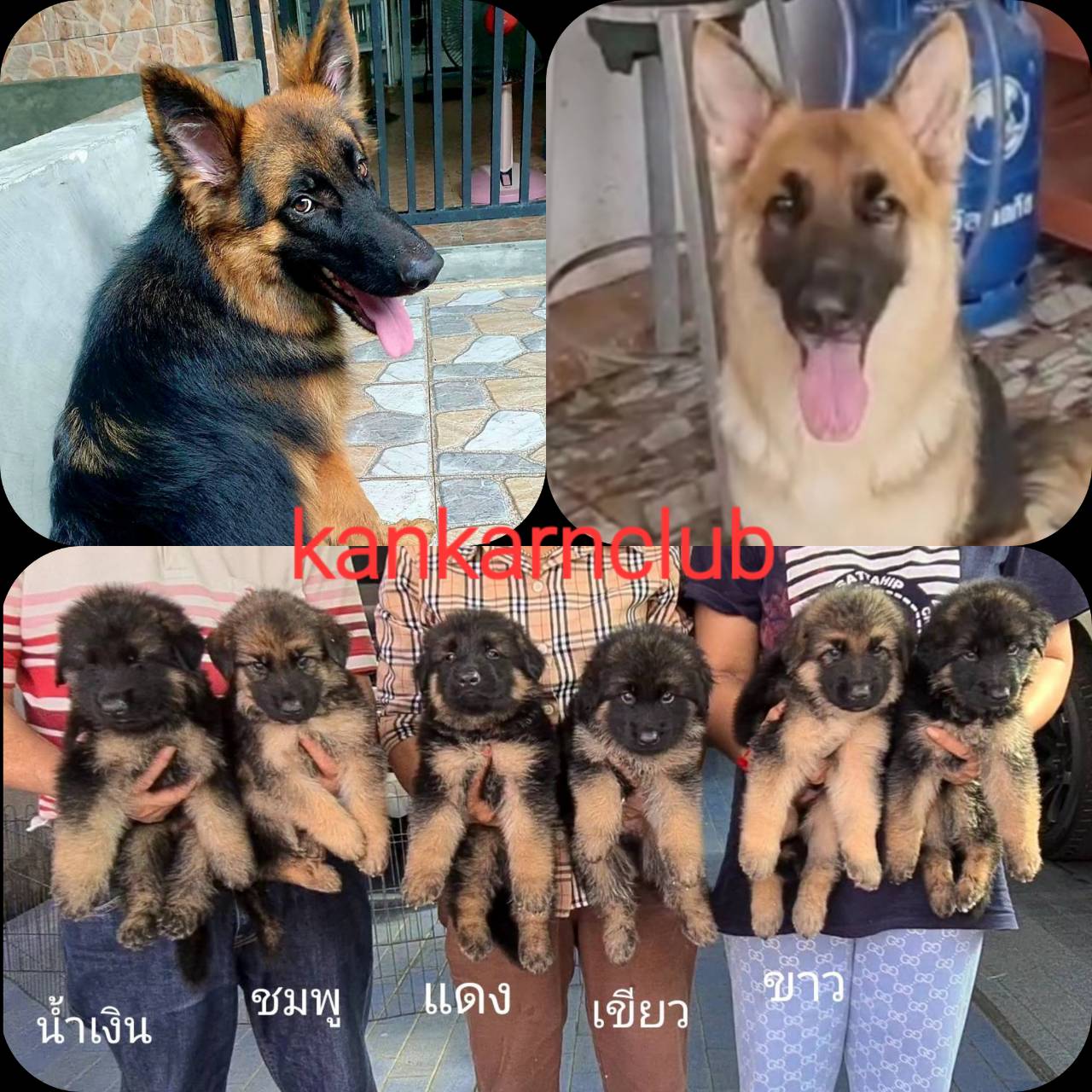 ลูกเยอรมัน เชพเพิร์ด สายพันธุ์แท้ พ่อ แม่สวย โครงสร้างใหญ่ จาก kankarnclub มีจัด