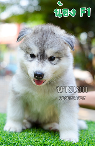 ลูกไซบีเรียนแท้ หน้าหมีๆ หุ่นหมูๆ พร้อมย้ายบ้านแล้วครับ