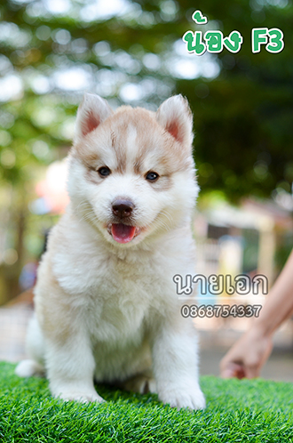 ไซบีเรียนพร้อมส่ง ลูกค้า กทม. นนทบุรี  ประทุมธานี สมุทรปราการ ชลบุรี ระยอง ฯลฯ