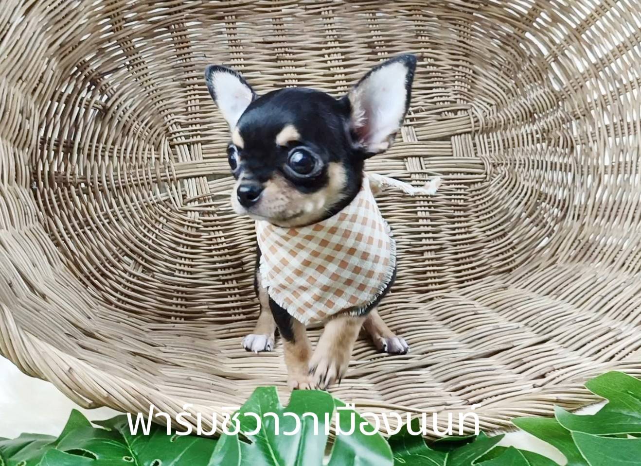 สาวปูเป้