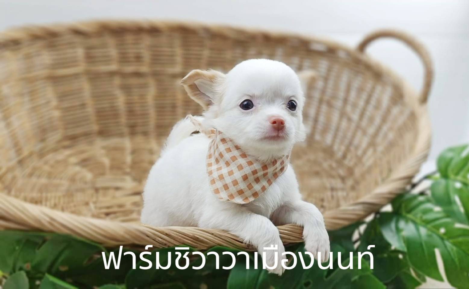 หนุ่มสงกรานต์