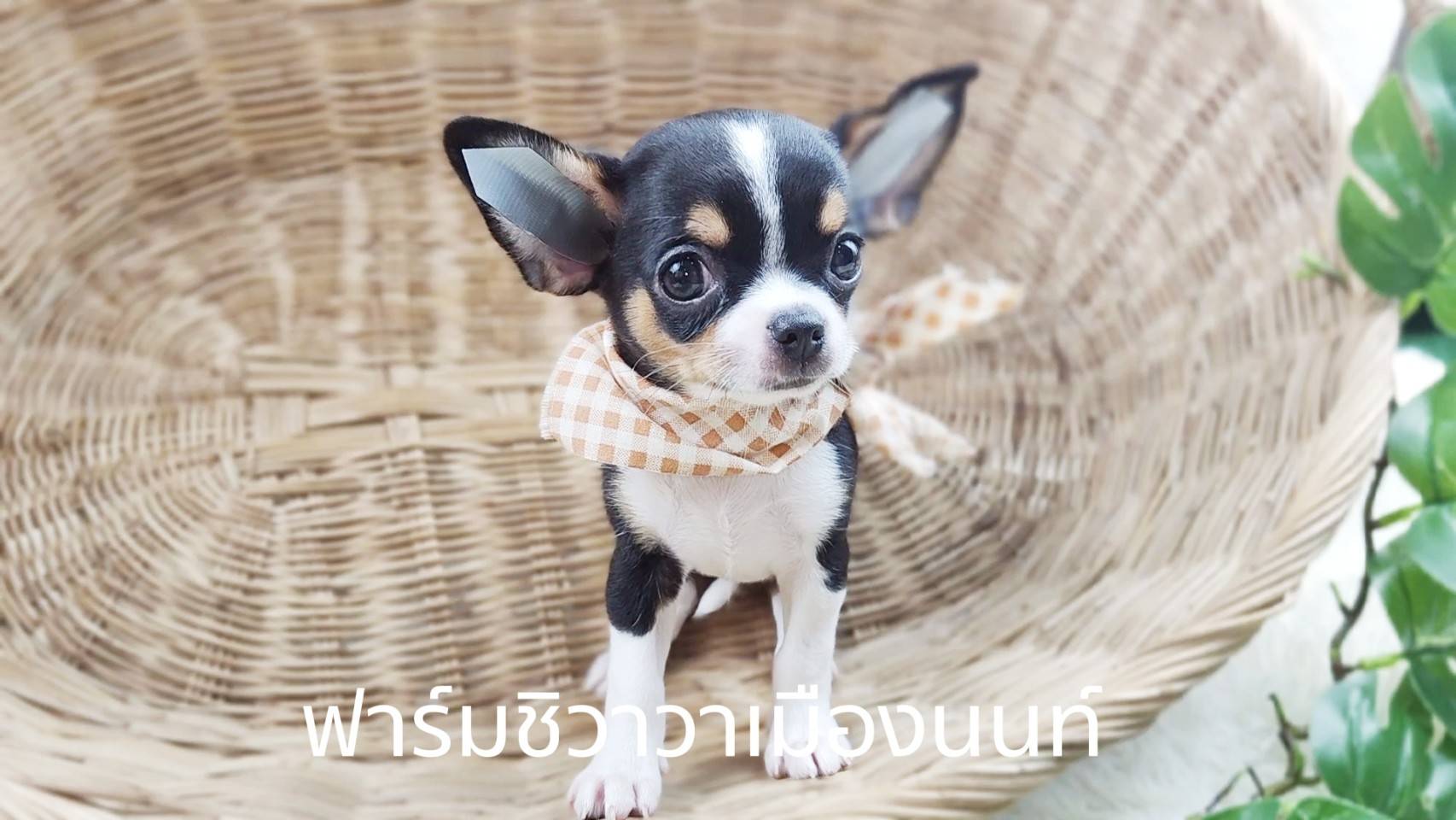 หนุ่มน้ำพุ ฟาร์มชิวาวาเมืองนนท์