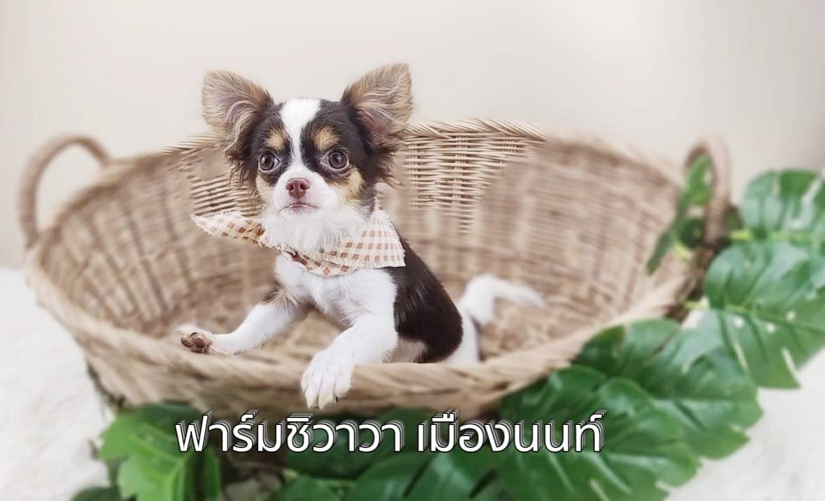 หนุ่มพลูโต ชิวาวาขนยาว