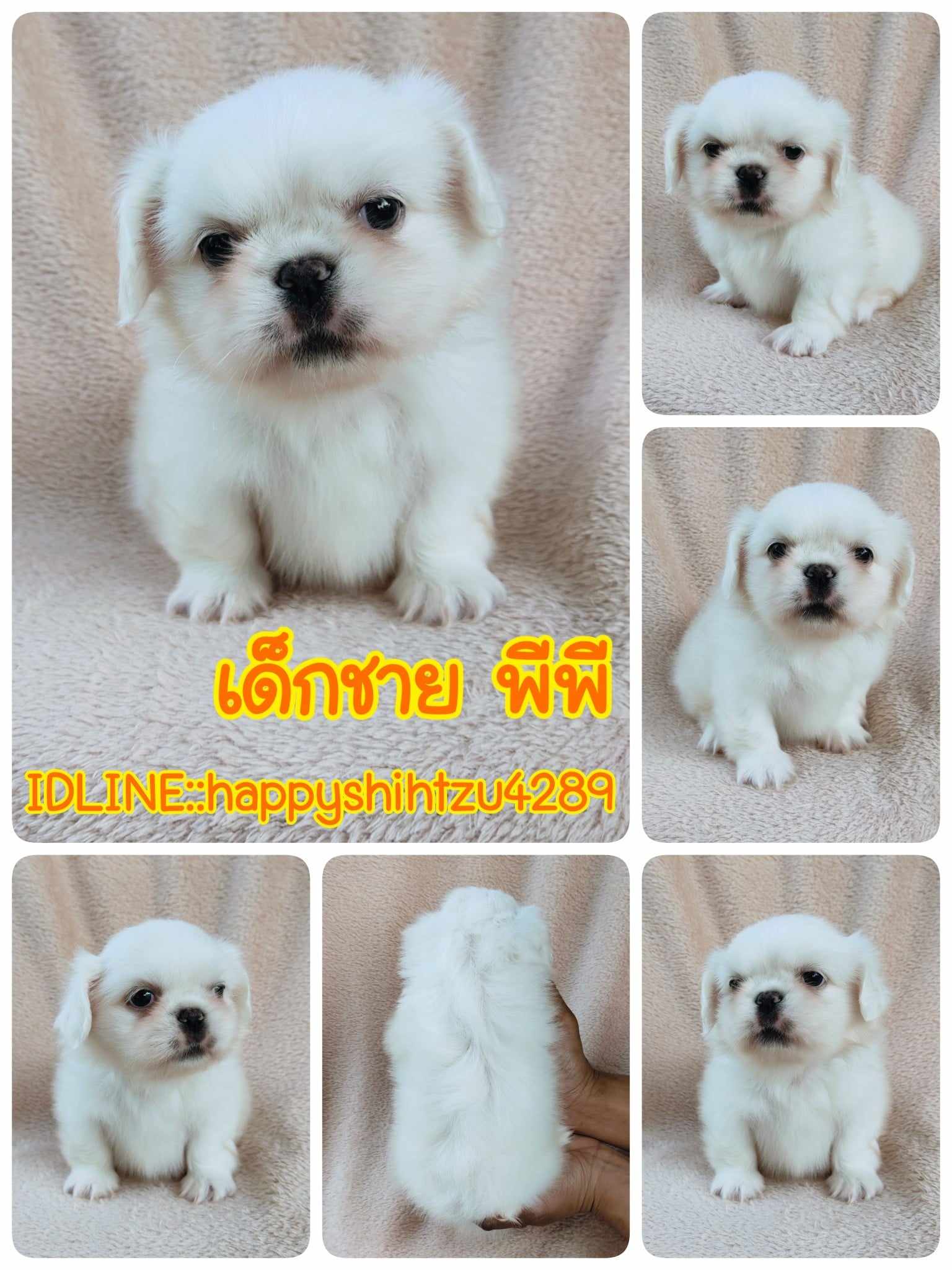 ปักกิ่งแท้8900.-ส่งฟรีกทม.มีปลายทาง line:: happyshihtzu4289