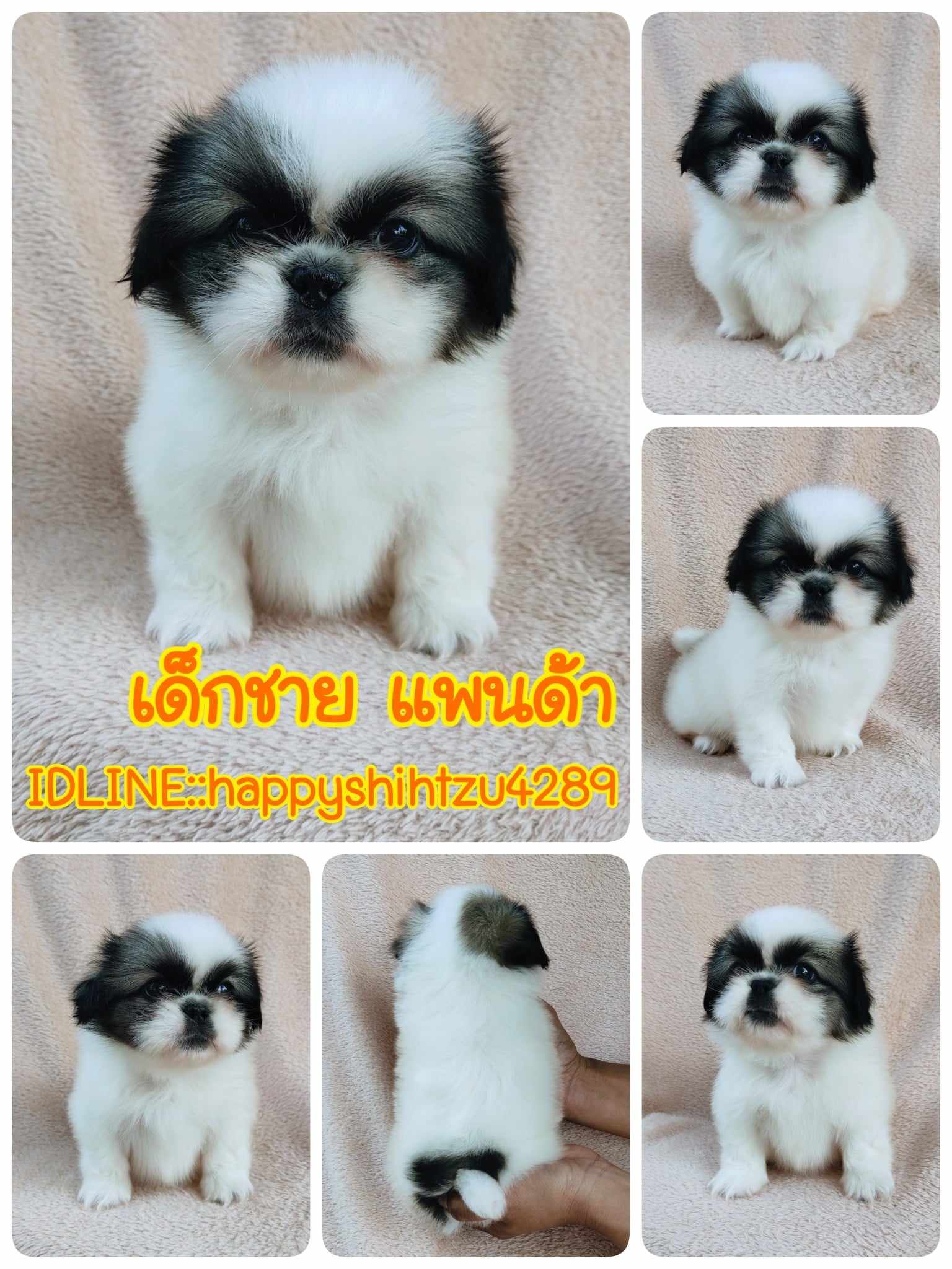 ปักกิ่งแท้8900.-ส่งฟรีกทม.มีปลายทาง line:: happyshihtzu4289