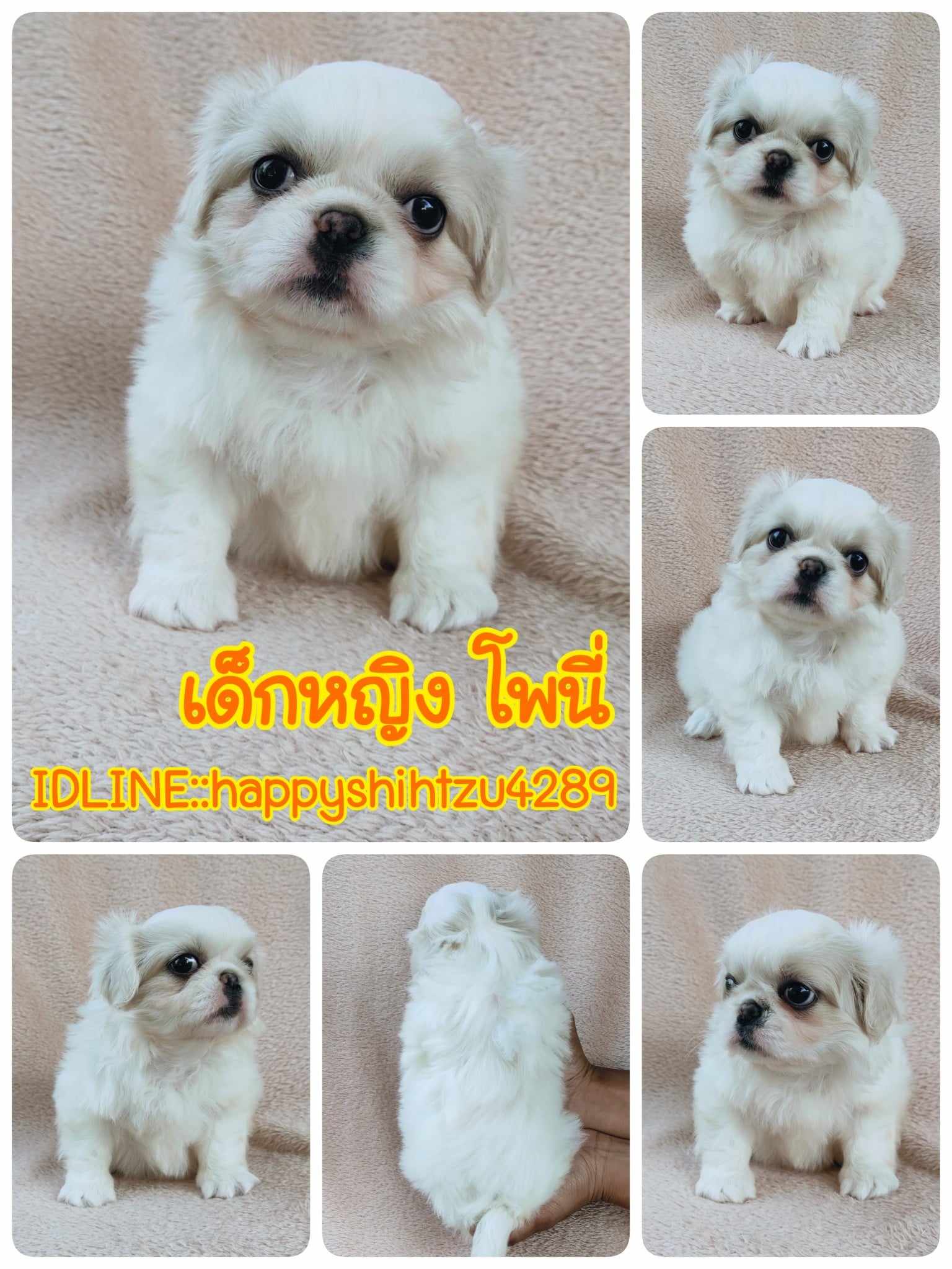 ปักกิ่งแท้8900.-ส่งฟรีกทม.มีปลายทาง line:: happyshihtzu4289