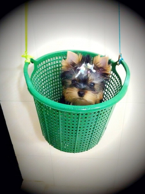 จำหน่าย Yorkshire Terrier หน้าตุ๊กตา เกรดเอ size ทีคัพ และ size Toy เกรดเอ