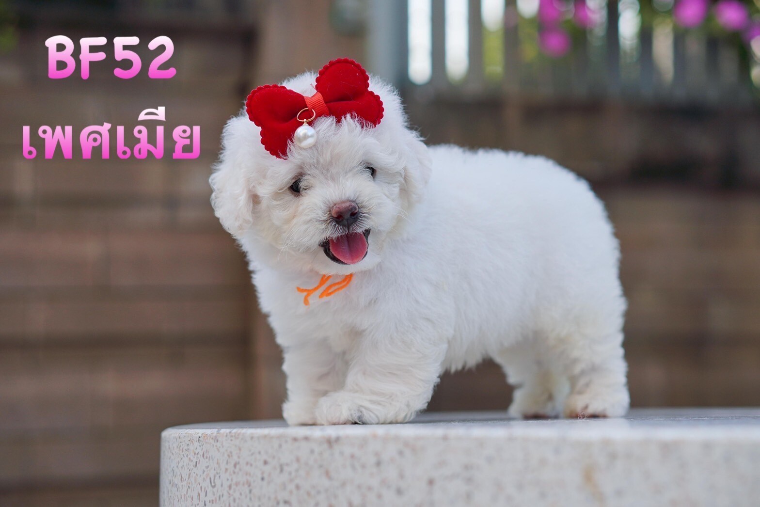 บิชอง ฟริเซ่ – Bichon Frise ญ ช รับบัตรเครดิตทุกธนาคาร ไม่มีชาร์จ