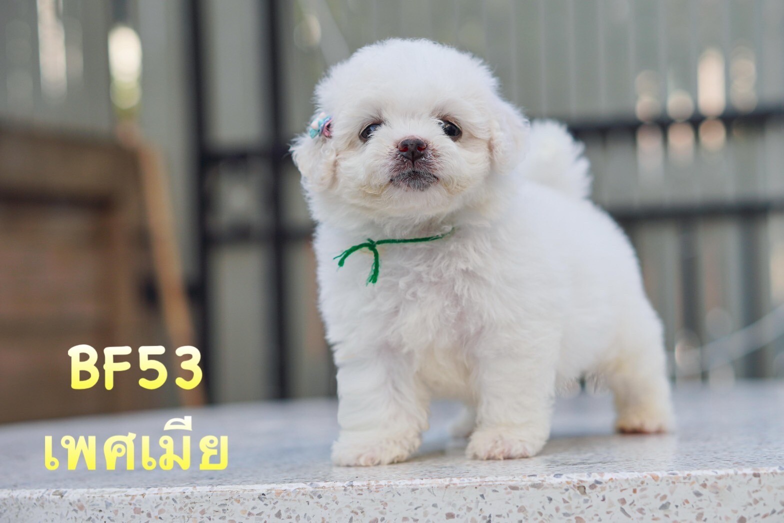 บิชอง ฟริเซ่ – Bichon Frise ญ ช รับบัตรเครดิตทุกธนาคาร ไม่มีชาร์จ