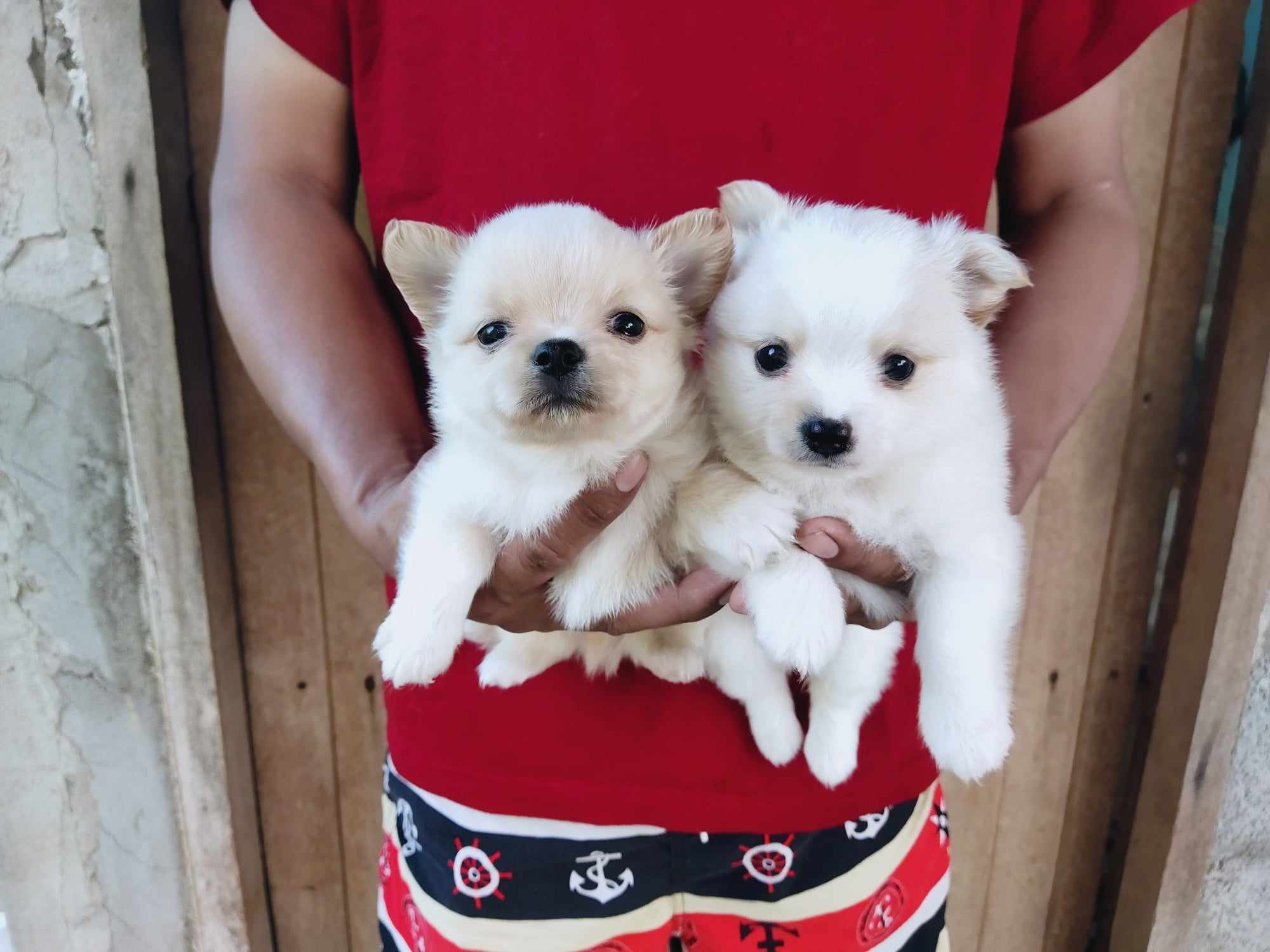 เด็กชายชิวาว่าผสมปอม3500.-ส่งฟรีกทม.มีปลายทาง line:: happyshihtzu4289