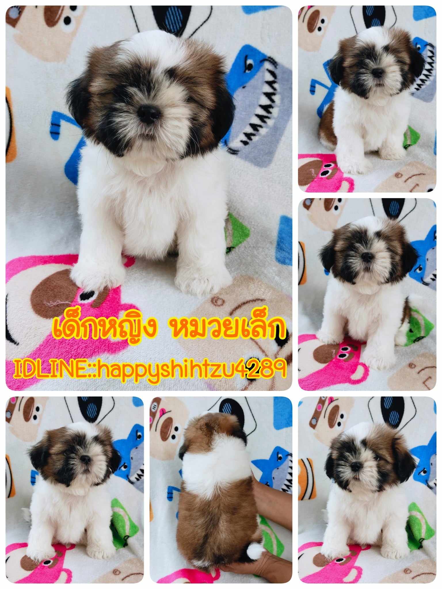 ชิสุแท้4900.-ส่งฟรีกทม.มีปลายทาง line:: happyshihtzu4289